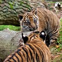 slides/IMG_0003.jpg sumatran, tiger, cub, wildlife, feline, big cat, cat, predator, fur, marking, stripe, eye WBCW102 - Sumatran Tiger Cubs